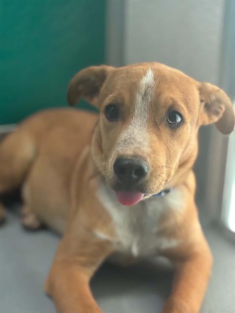 Adoptable Dog