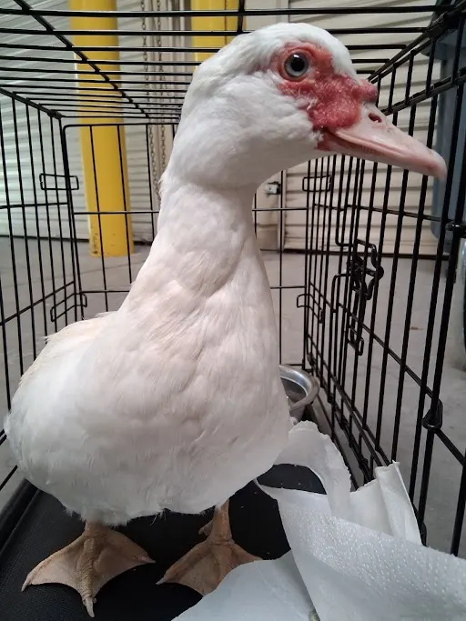 Quackers