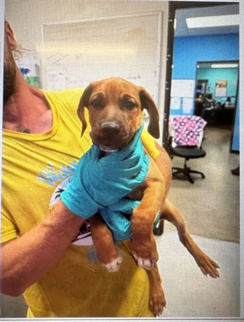 Adoptable Dog