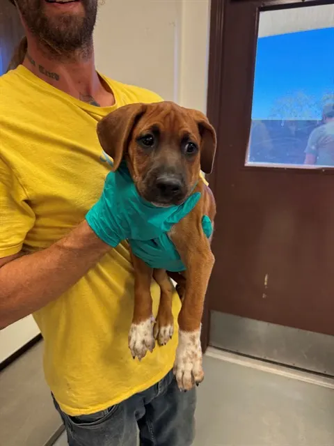 Adoptable Dog