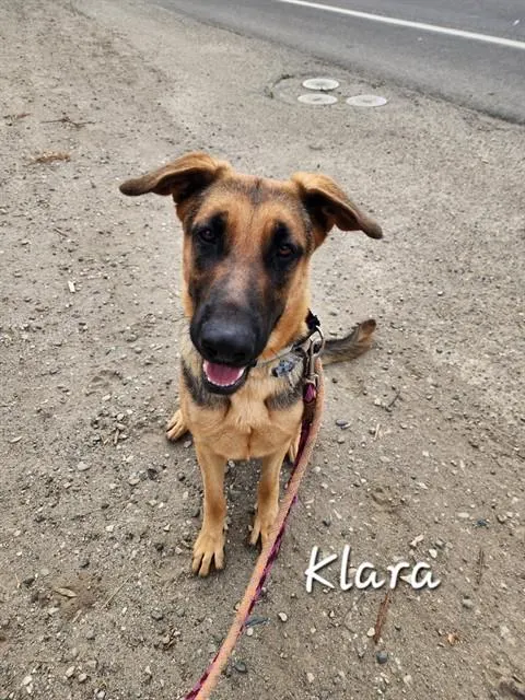Klara