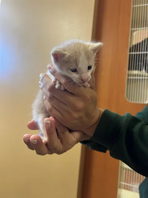 Adoptable Cat
