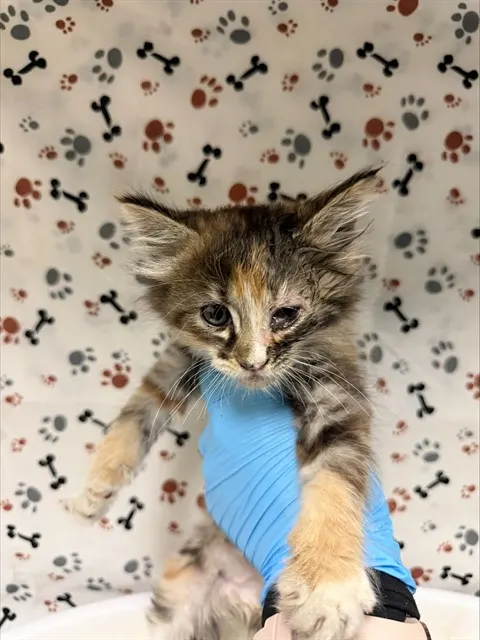 Seraphina