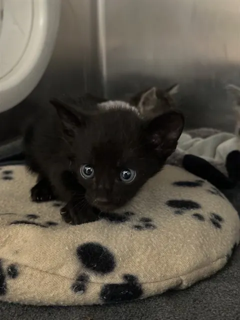 Binx