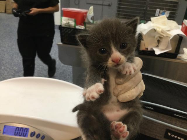 Adoptable Cat