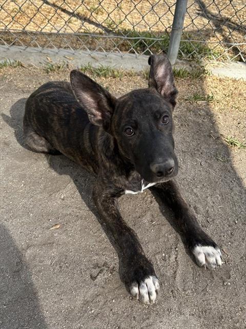 Zeus