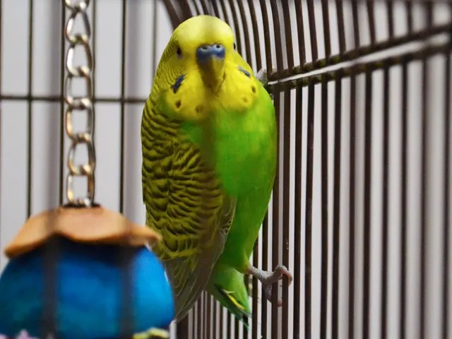 Cilantro