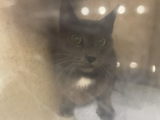 Barn Cat Esquite