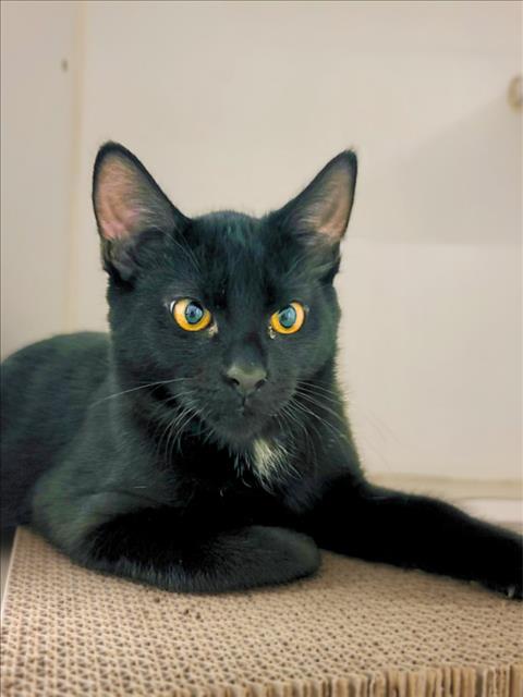Zuko
