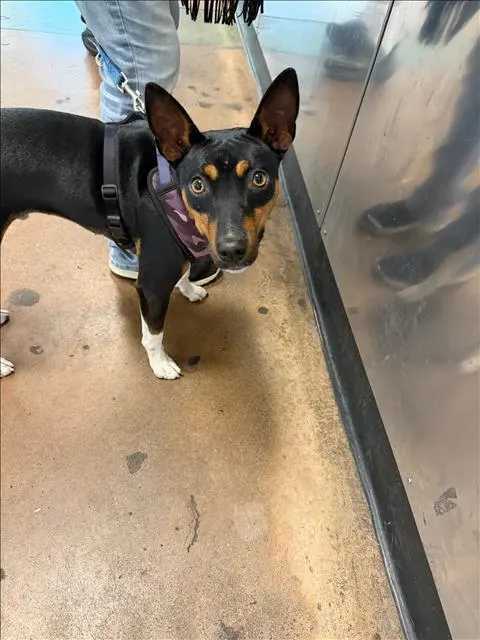 Roscoe