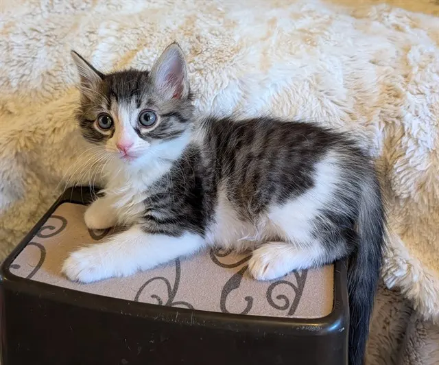 Domino