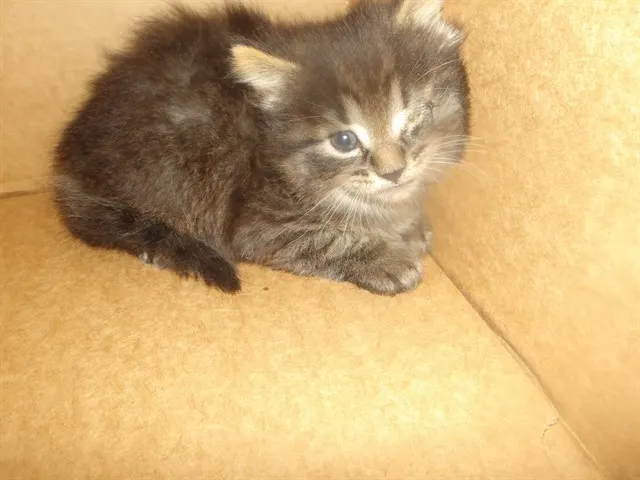 Wink