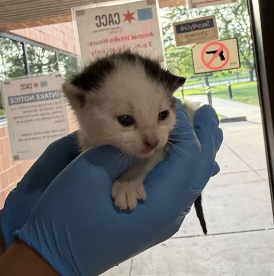Adoptable Cat