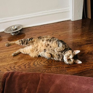 Adoptable Cat
