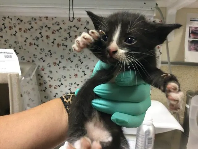 Adoptable Cat