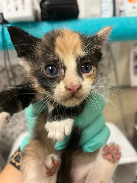Adoptable Cat
