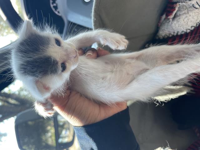 Adoptable Cat