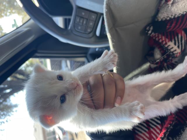 Adoptable Cat