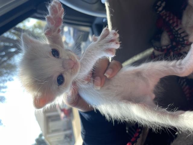 Adoptable Cat