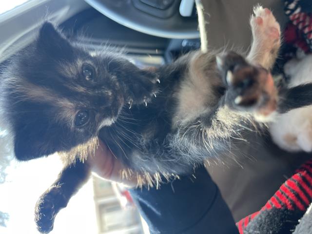 Adoptable Cat