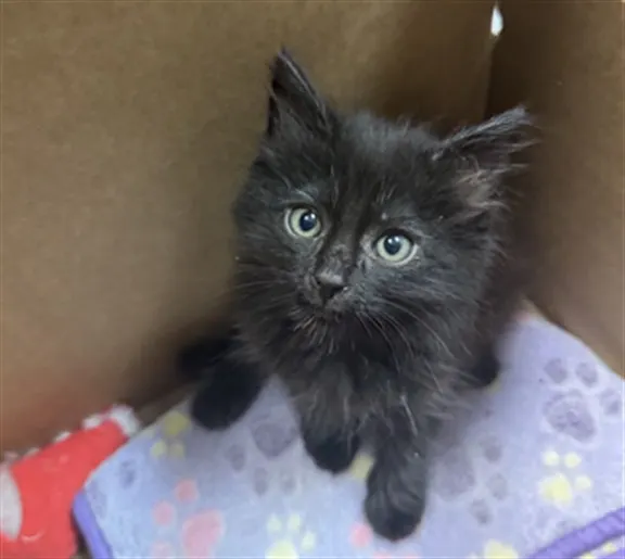 Adoptable Cat