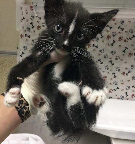 Skunky