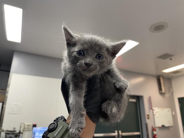 Adoptable Cat