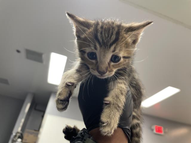 Adoptable Cat