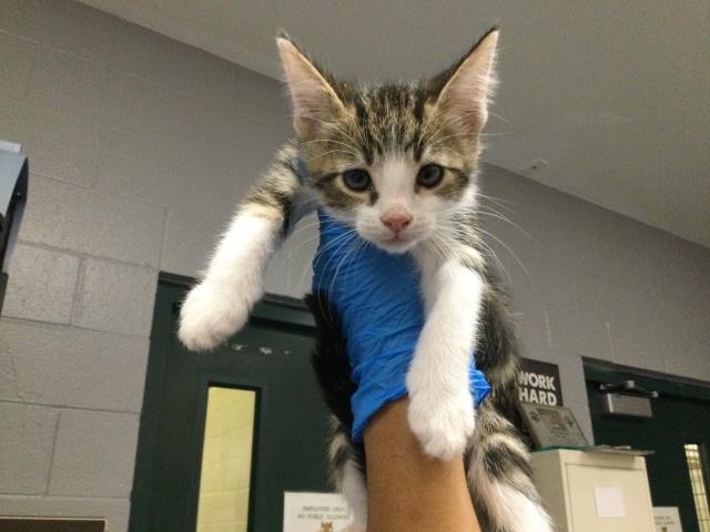 Adoptable Cat