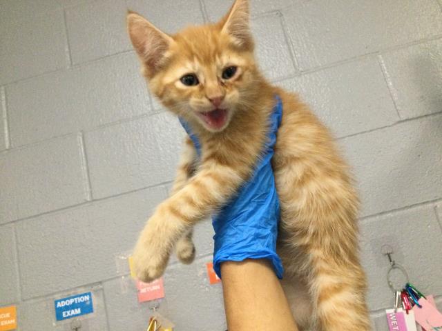 Adoptable Cat