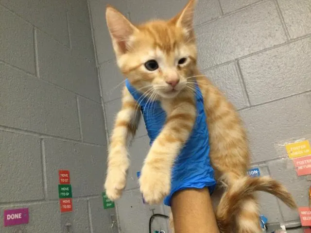 Adoptable Cat