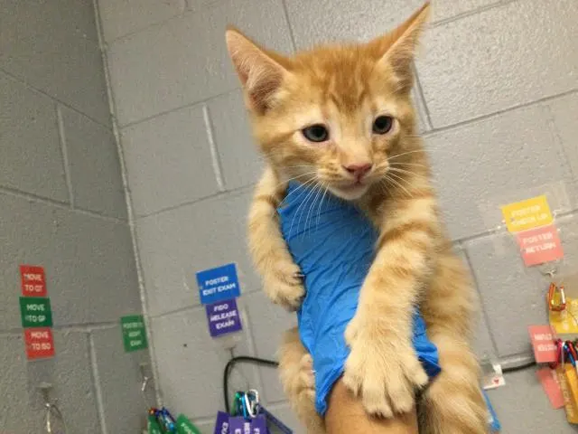 Adoptable Cat