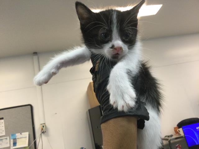Adoptable Cat