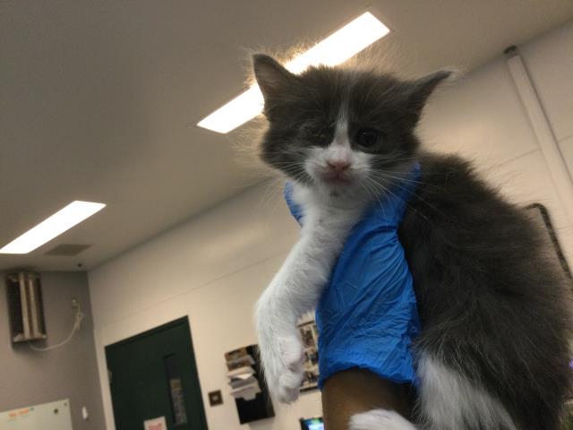 Adoptable Cat
