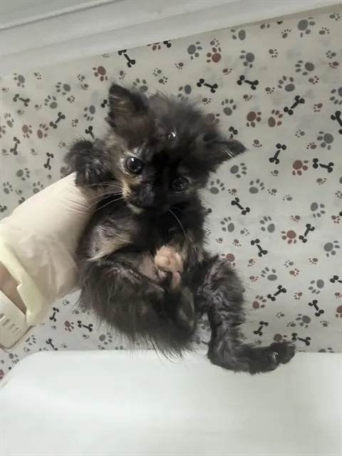 Clawdia