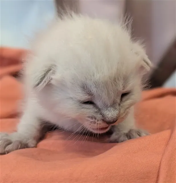 Adoptable Cat