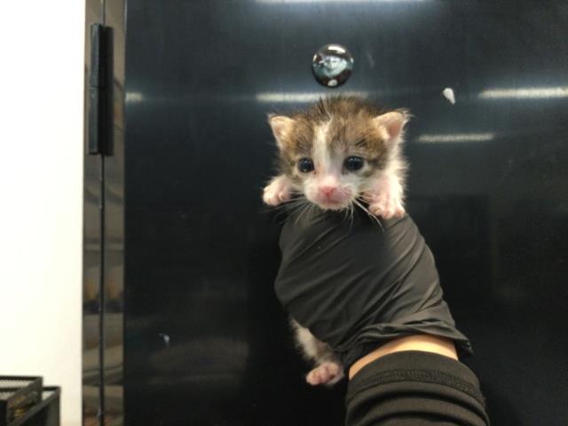 Adoptable Cat