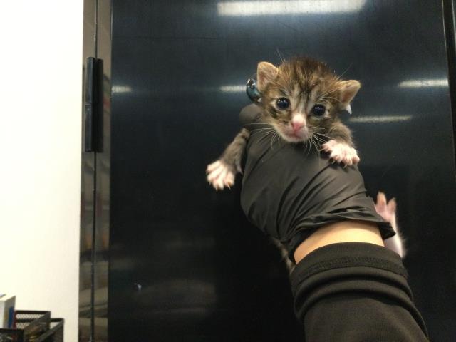 Adoptable Cat
