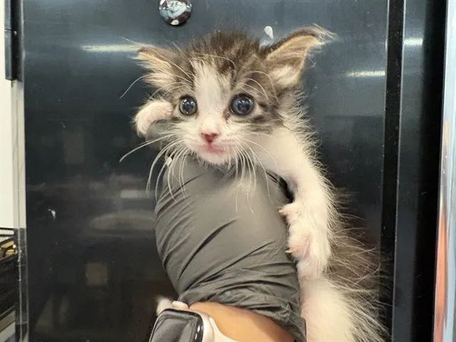 Adoptable Cat