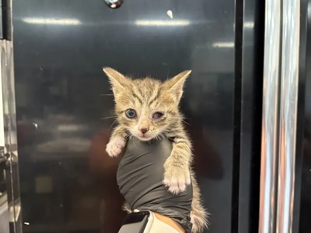 Adoptable Cat