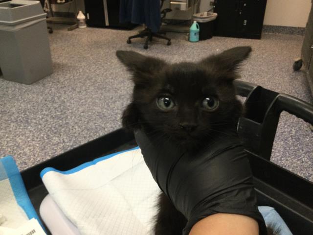 Adoptable Cat