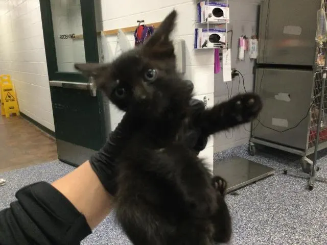 Adoptable Cat