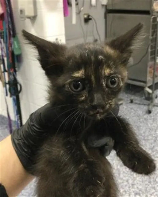 Adoptable Cat