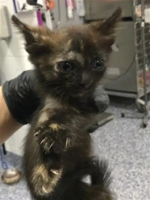 Adoptable Cat
