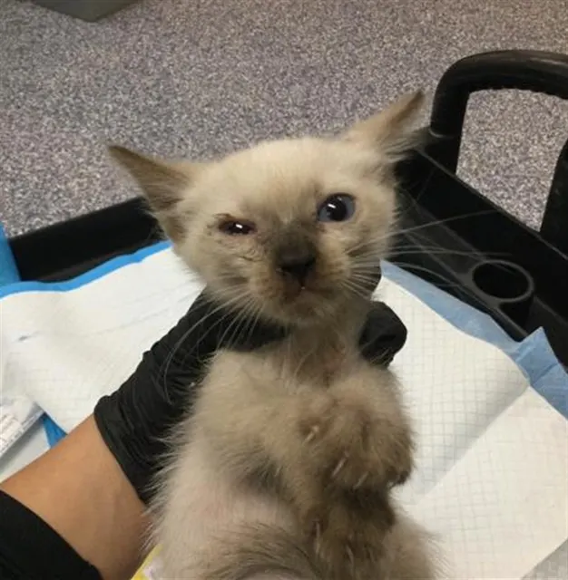 Adoptable Cat