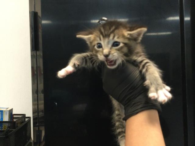 Adoptable Cat
