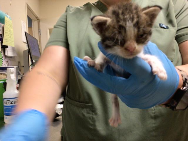Adoptable Cat