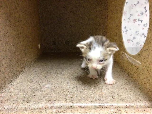 Adoptable Cat