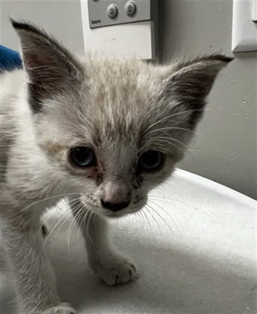 Adoptable Cat