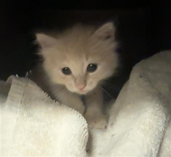 Adoptable Cat